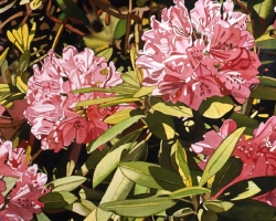 Pink Rhododendrons 16x16