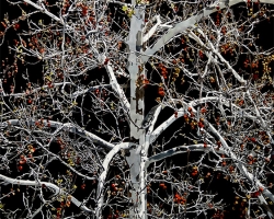 Sycamore Tree 71x50