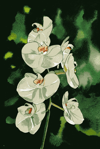 orchid-3-5x7-5