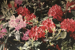 Red and Pink Rhodies 25x40