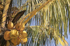 Coconut Palm 38x40