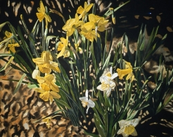 Daffodils 50x65