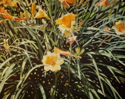 Day Lilies 40x60