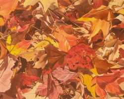 Fall Leaves 11x14