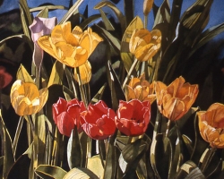 Greenhouse Tulips 16x24