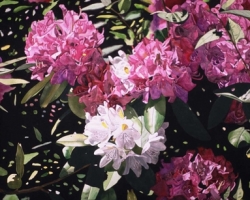 Pink White Rhododendrons