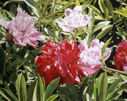 Pink and Red Peonies 40x60