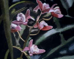 Pink Orchid 7x9