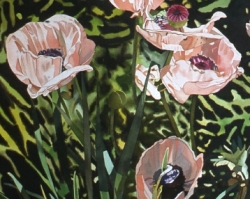Pink Poppies 30x60