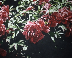Red Peonies 40x60