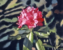 Red Rhododendron 12x12