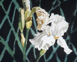 White Iris 11x15
