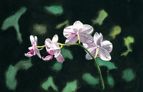 phaleonopsis-6_5-x-10