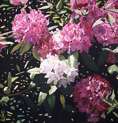 pinkwhiterhododendron